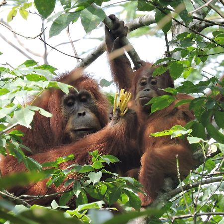 Sumatra Rainforest Eco Retreat ブキットラワン エクステリア 写真