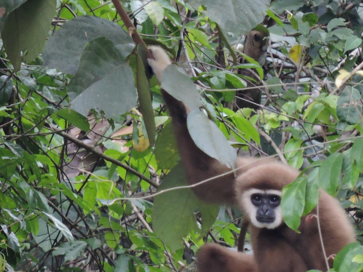 Sumatra Rainforest Eco Retreat ブキットラワン エクステリア 写真