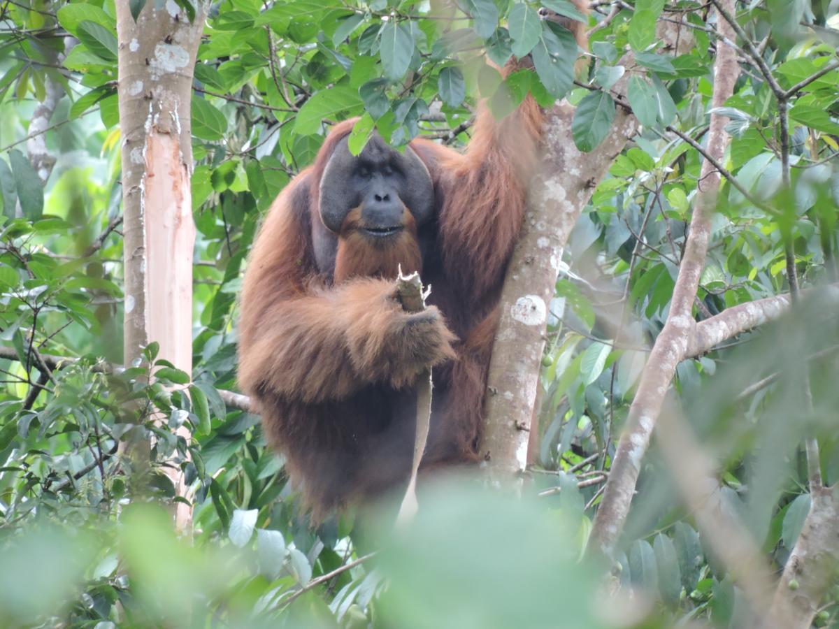 Sumatra Rainforest Eco Retreat ブキットラワン エクステリア 写真