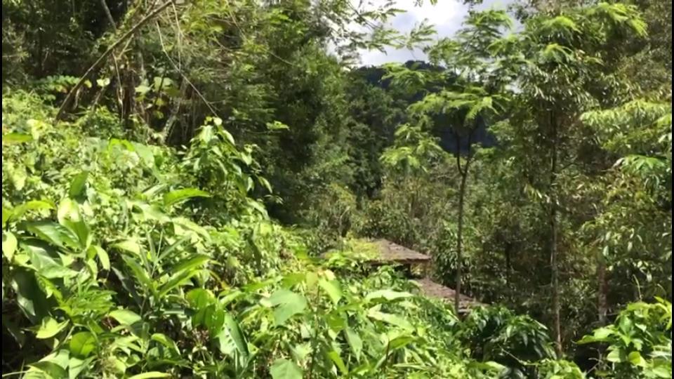 Sumatra Rainforest Eco Retreat ブキットラワン エクステリア 写真