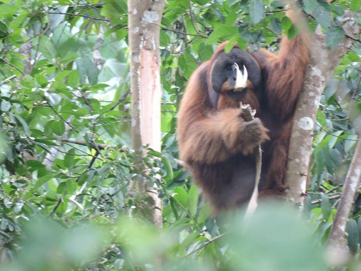 Sumatra Rainforest Eco Retreat ブキットラワン エクステリア 写真