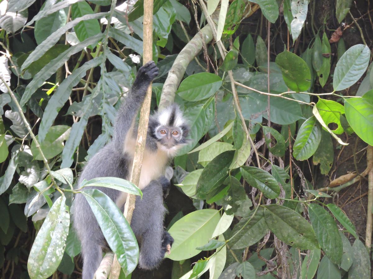 Sumatra Rainforest Eco Retreat ブキットラワン エクステリア 写真