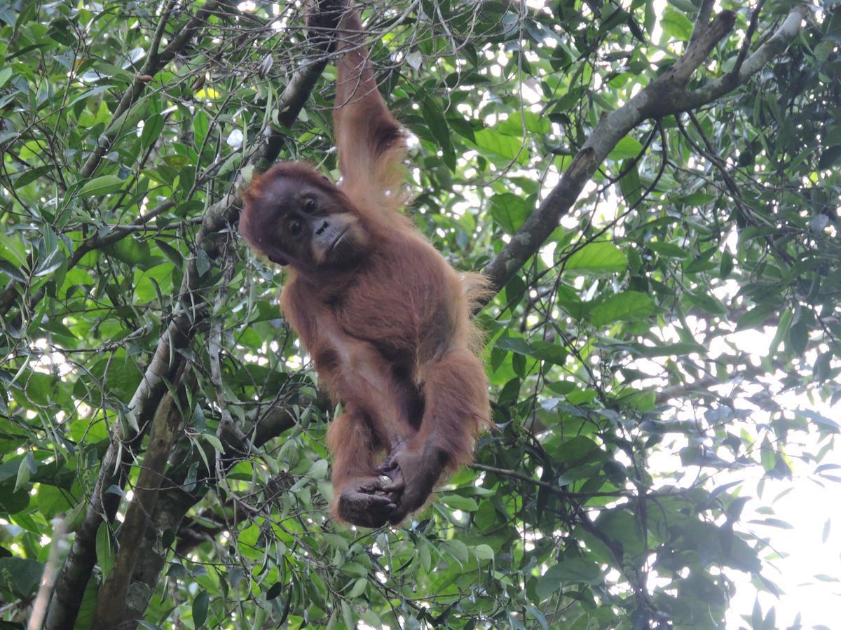 Sumatra Rainforest Eco Retreat ブキットラワン エクステリア 写真