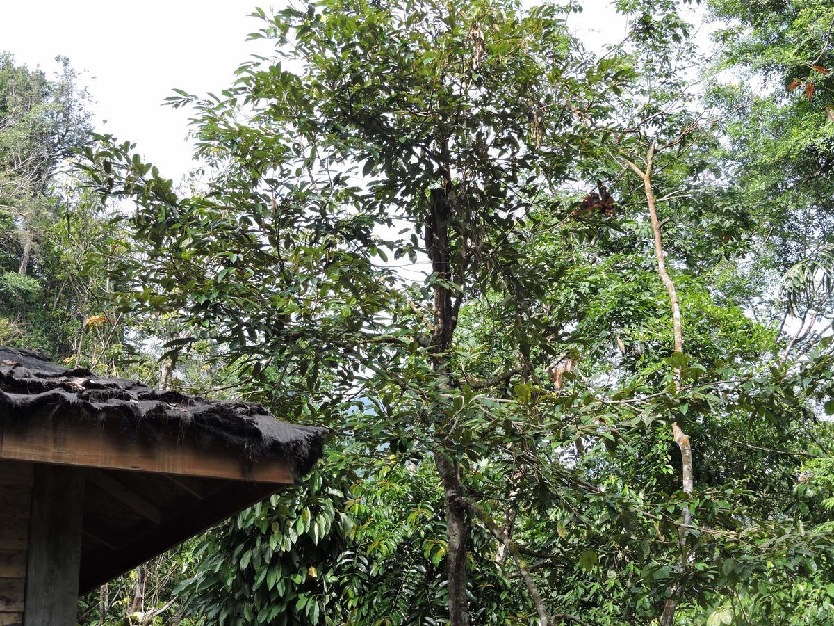 Sumatra Rainforest Eco Retreat ブキットラワン エクステリア 写真