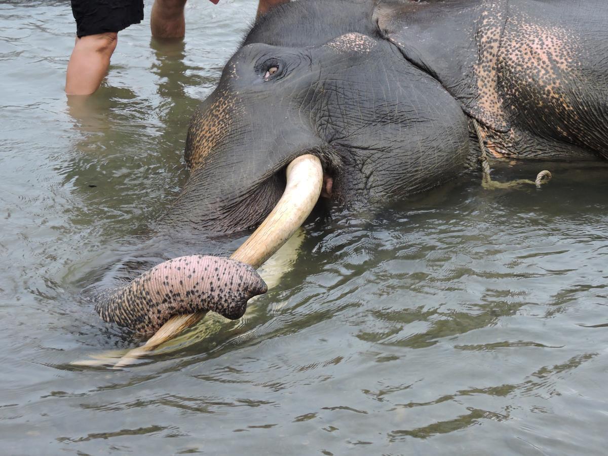 Sumatra Rainforest Eco Retreat ブキットラワン エクステリア 写真