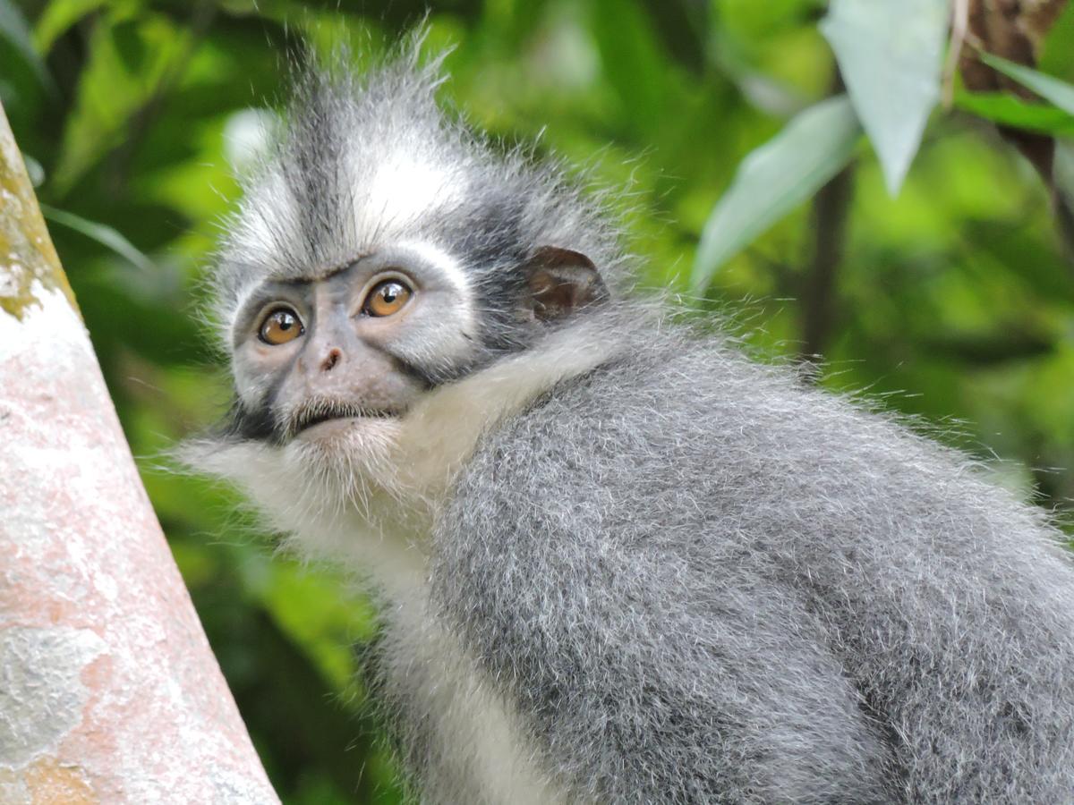 Sumatra Rainforest Eco Retreat ブキットラワン エクステリア 写真