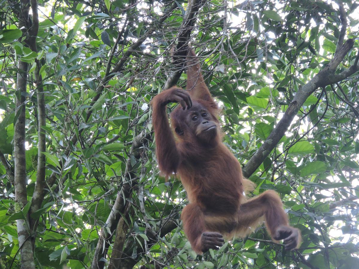 Sumatra Rainforest Eco Retreat ブキットラワン エクステリア 写真