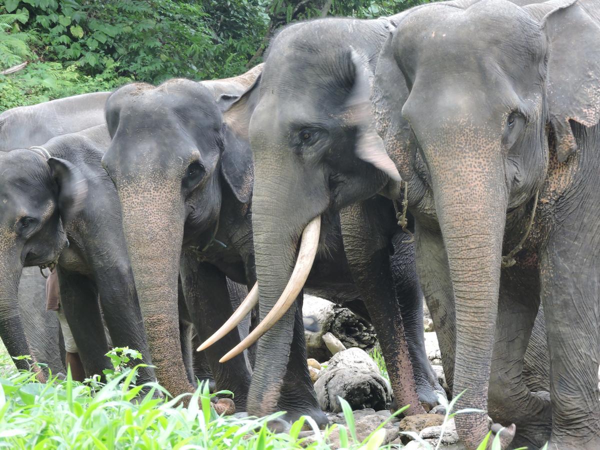 Sumatra Rainforest Eco Retreat ブキットラワン エクステリア 写真