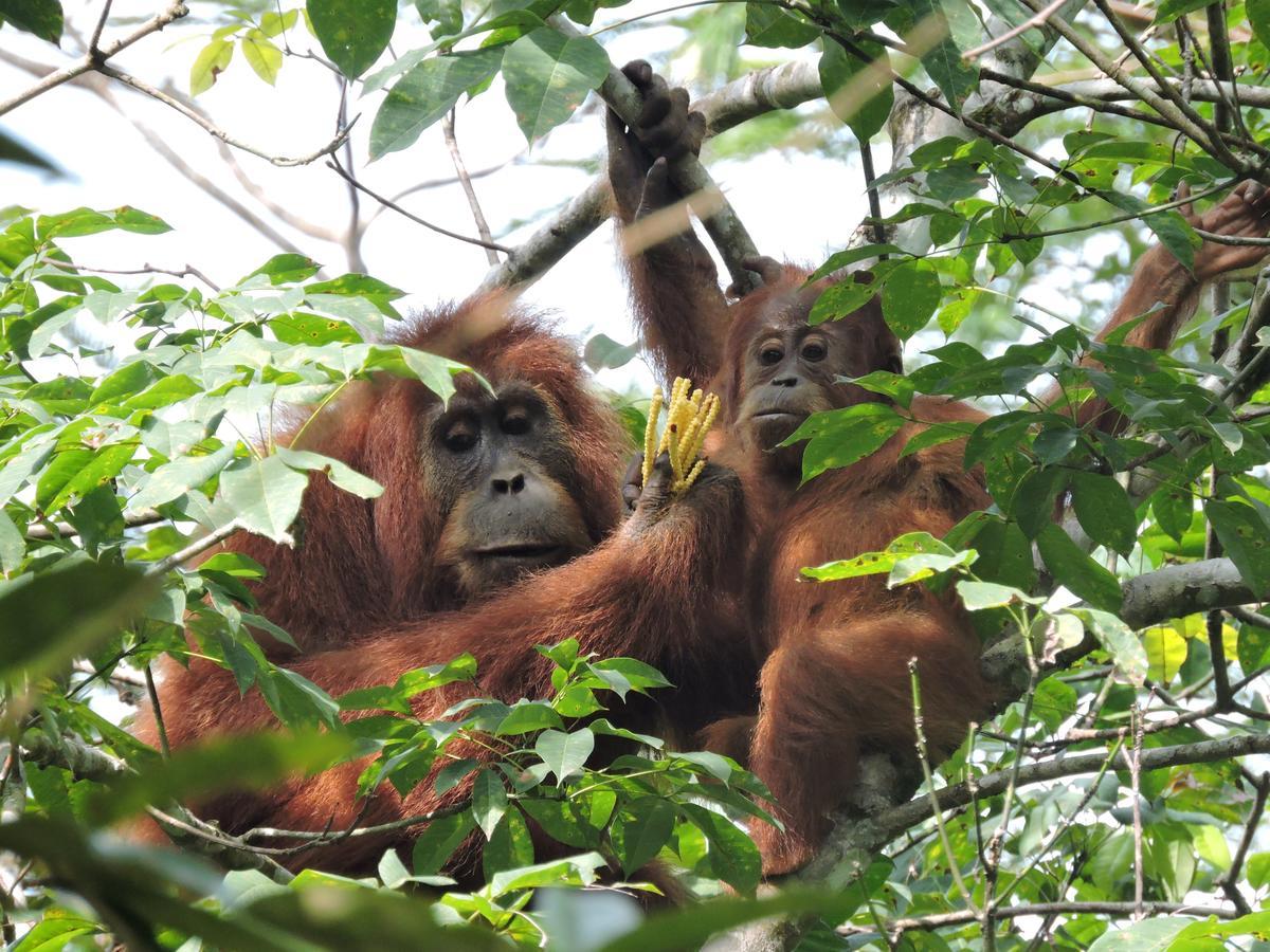 Sumatra Rainforest Eco Retreat ブキットラワン エクステリア 写真