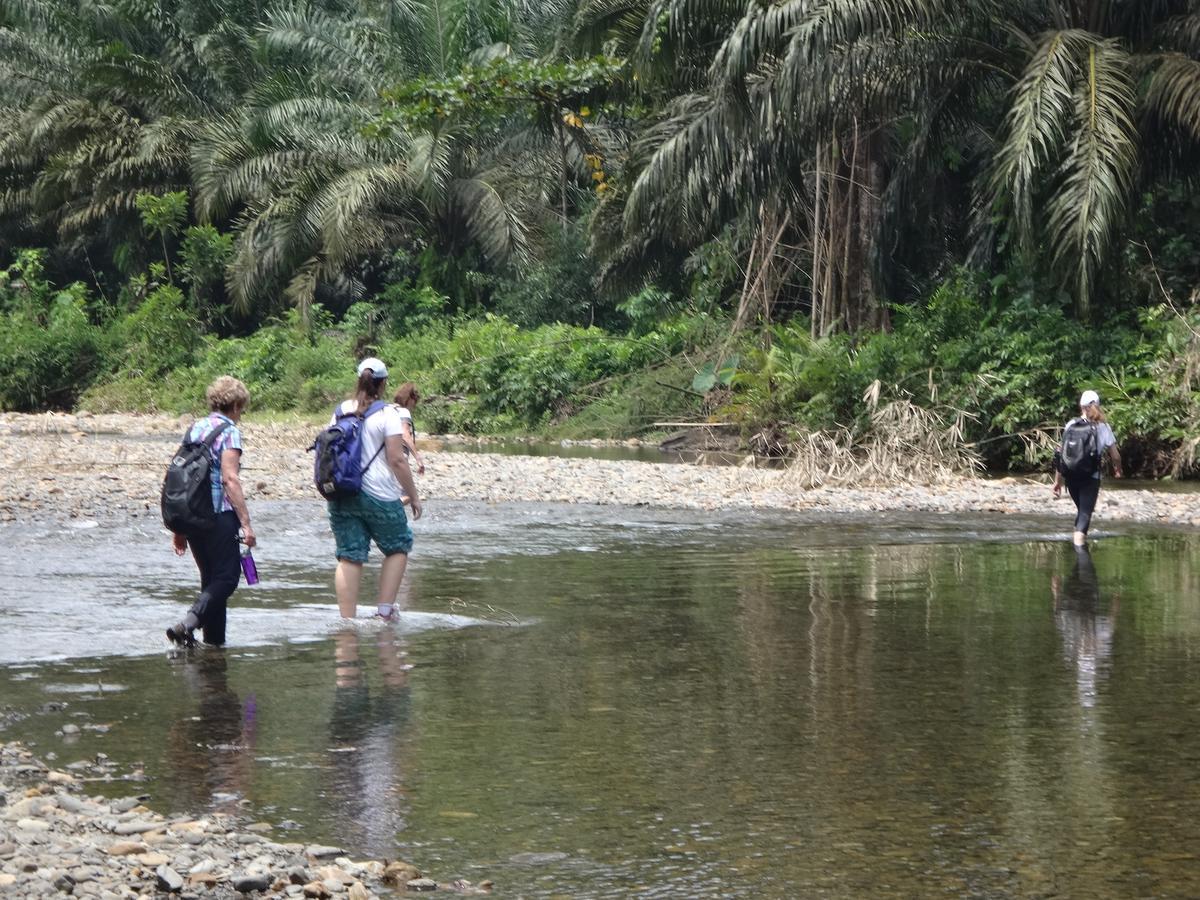 Sumatra Rainforest Eco Retreat ブキットラワン エクステリア 写真