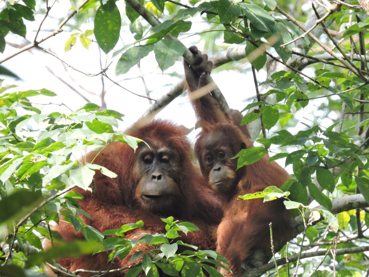 Sumatra Rainforest Eco Retreat ブキットラワン エクステリア 写真