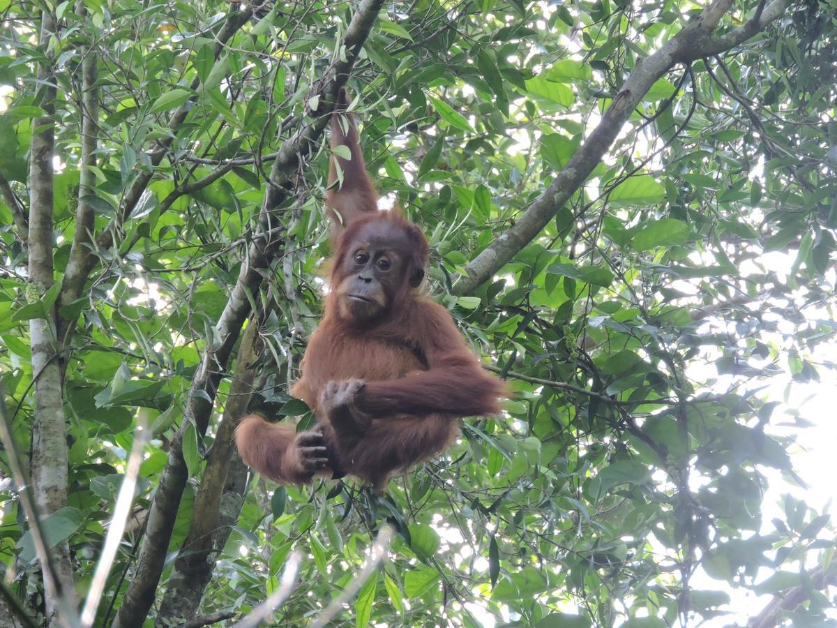 Sumatra Rainforest Eco Retreat ブキットラワン エクステリア 写真