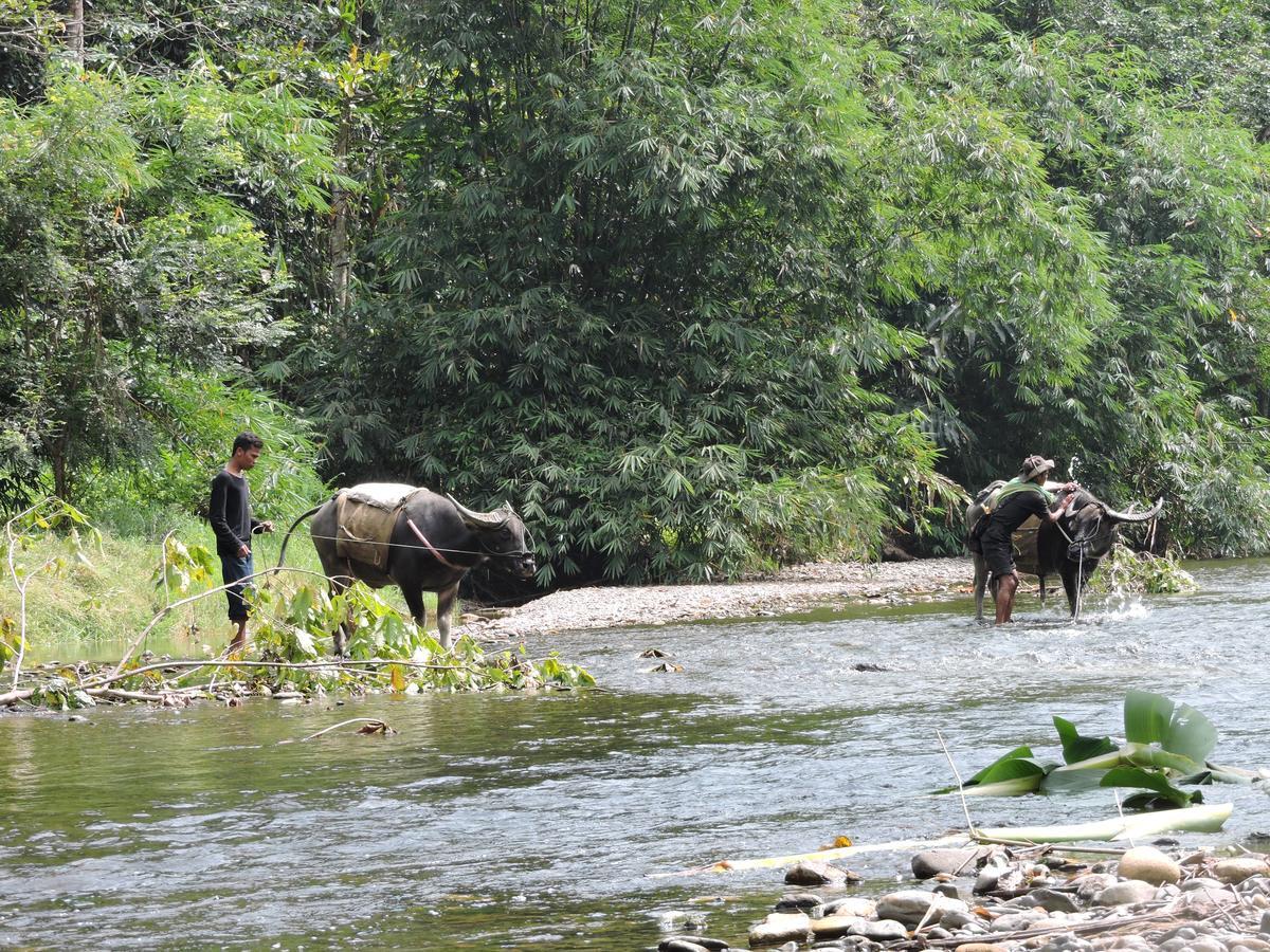 Sumatra Rainforest Eco Retreat ブキットラワン エクステリア 写真