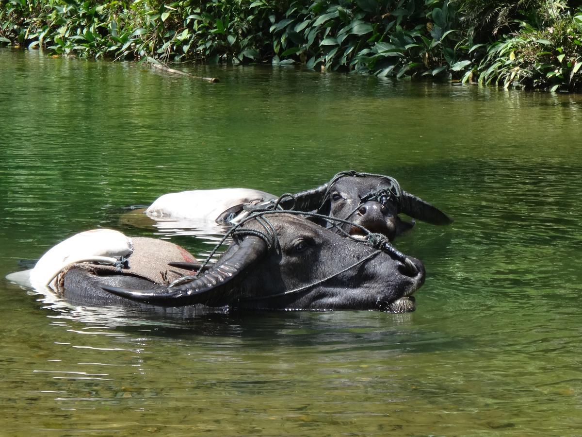 Sumatra Rainforest Eco Retreat ブキットラワン エクステリア 写真