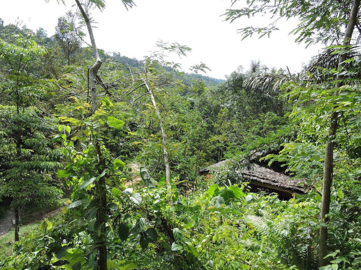 Sumatra Rainforest Eco Retreat ブキットラワン エクステリア 写真