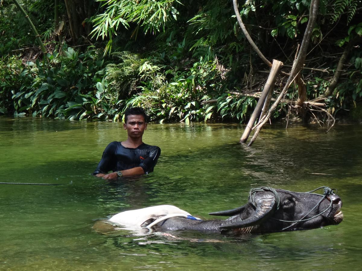 Sumatra Rainforest Eco Retreat ブキットラワン エクステリア 写真