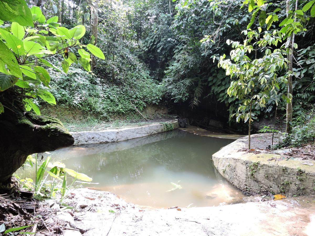 Sumatra Rainforest Eco Retreat ブキットラワン エクステリア 写真